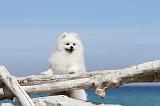 SPITZ ALLEMAND 184